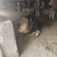 کار گاوداری