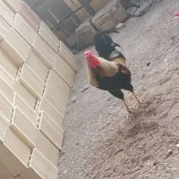 مرغ و خروس