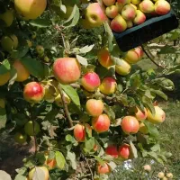 نهال سیب لبنان پنج پر ماتیکی