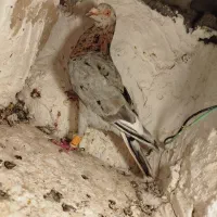 کبوتر هفت رنگ