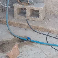 جفت زرد|پرنده|دهدشت, |دیوار