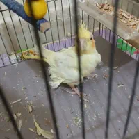 عروس هلندی|پرنده|فرمهین, |دیوار