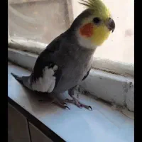 سلام یک عروس هلندی نر پری روز گم شده