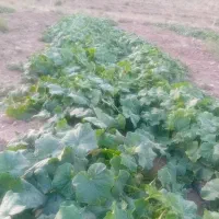 خیار سبز ارگانیک ساردو زمین