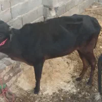 گاو|حیوانات مزرعه|بم, |دیوار