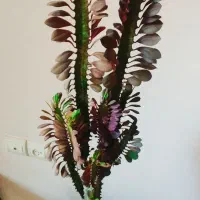 فروش زاموفیلیا ی سبز   با۱۰%تخفیف|گل و گیاه طبیعی|سرپل ذهاب, |دیوار