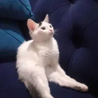 واگذاری رایگان گربه