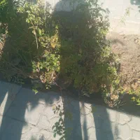 فروش گل محمدی|گل و گیاه طبیعی|فسا, |دیوار