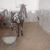 مشارکت در پرورش بز بوئر و بوقلمون گوشتی|حیوانات مزرعه|قم, چهار مردان|دیوار