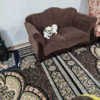 سگ خونگی واکسن زده