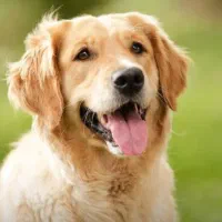 حیوانات خانگی