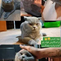 گربه اسکاتیش فولد بلو نر صرفا جهت جفتگیری