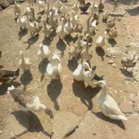 فروش اردک.غاز.مرغ تخم گذار .مرغ خروس پا کوتاه پاپر|حیوانات مزرعه|خشکبیجار, |دیوار