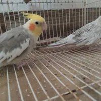 فروش عروس هلندی