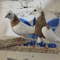 طوقی نرو ماده نقش