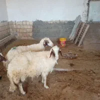 دوعدد میش چاق برا کشتار