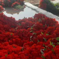 گل رز ایرانی