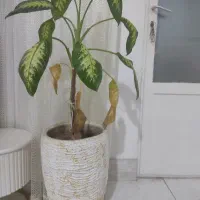 گل و گلدان دیفن باخیا