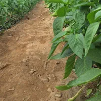 ۲نفر نیروی کار در گلخانه گشویئه رودان