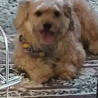 گمشده سگ|حیوانات|اصفهان, بهارستان|دیوار