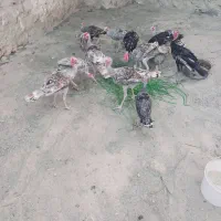 بوقلمون|حیوانات مزرعه|دره شهر, |دیوار