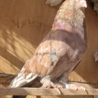 کاکلی چکمه پا