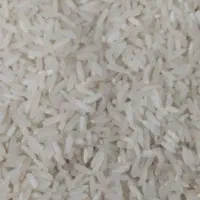 برنج کاشت پاکستان