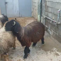 قوچ|حیوانات مزرعه|لردگان, |دیوار