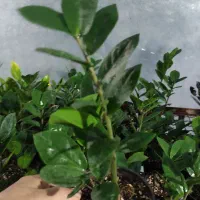 گل زامیفولیا زامفولیا زیر قیمت|گل و گیاه طبیعی|بابل, |دیوار