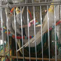 پرنده عروس هلندی