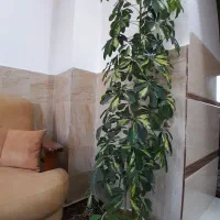 گل شفلرا