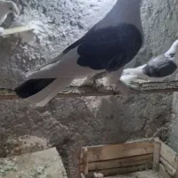 یاهو اصل|حیوانات|بهار, |دیوار