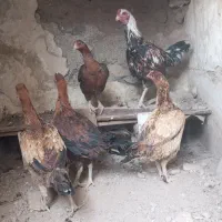 فروش و معاوضه مرغ و خروس لاری با کفتر