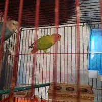 کوتوله|پرنده|میبد, |دیوار