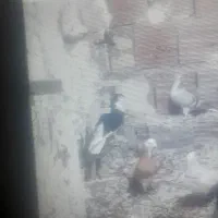 درودخدمت همه عشق بازان این حیوان گم شد بادبود|حیوانات|بجنورد, |دیوار