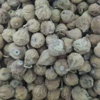 فروش انجیر گوشتی