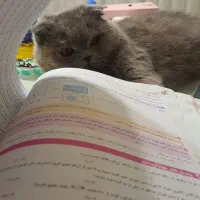 تدریس ریاضی/هندسه/تیزهوشان توسط دانش آموخته شریف|خدمات آموزشی|تهران, جنتآباد جنوبی|دیوار