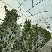 فروش گلخانه آیروپونیک در جاده جویبار