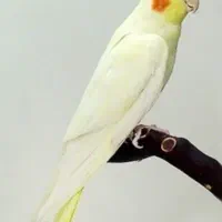 عروس هلندی ماده