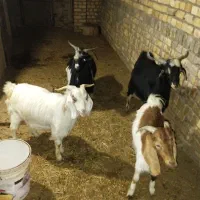 بزغاله نر.|حیوانات مزرعه|شال, |دیوار