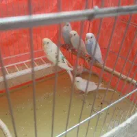 عروس هلندی و مرغ عشق