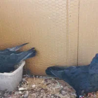 درود به شما عشق بازان
