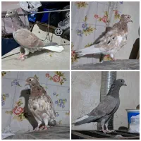 کفتر هفترنگ دم سفید شازده کاکلی پولکی طوقی صید|پرنده|مشهد, موسوی قوچانی|دیوار