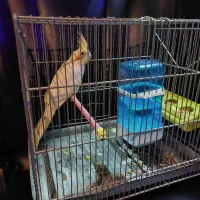 عروس هلندی ماده با قفس