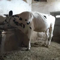 گاو ابستن