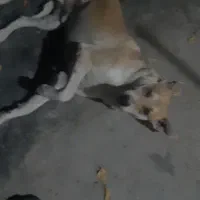 سگ گمشده|سگ|کامیاران, |دیوار