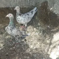 کبوتر سار