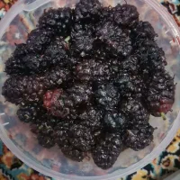 شاتوت در بهترین دما