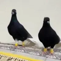 کبوتر دمسفید