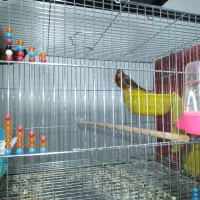 قناری جفت|پرنده|کرمان, |دیوار